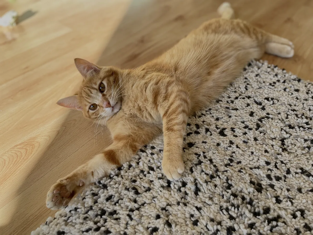 Cocolito, an orange tabby, stretched out on a speckled rug and looking up at the camera